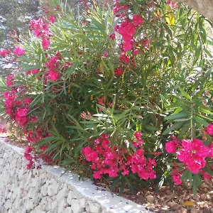 Apartment Cala Galdana, Cala Galdana (Menorca)